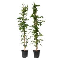 Trompeta Vine-2 PCs. -Campsis taglibuana 'Mme Galen'-H110-120cm-de 17cm - details 0