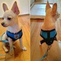Correa De Perro Transpirable Para Chihuahua Pug Bulldog Funda De Malla Suave Y Cómoda Para Puppies Y Gatos Vestido De Mascota - details 1