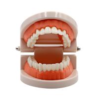 Modelo Dental Estándar De Dientes Humanos Para Enseñanza Y Estudio Práctica De Limpieza Perfecto Para Niños Montessori - details 15