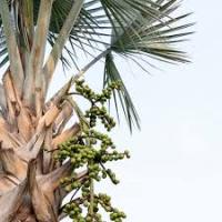 Naturbite Saw Palmetto 60 Caps. Extracto Estandarizado para la Salud Masculina - details 6