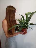 Planta Cuerno de ciervo Planta de helecho 12Cm + Maceta de cerámica platycerium bifurcatum exterior interior jardines colección de plantas plantas exóticas - details 1