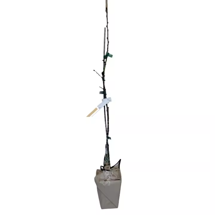 Planta natural frutal Almendro. Elegir variedad. Segura Garden. Aporta belleza, sombra y almendras saludables. Beneficia la biodiversidad y brinda cosechas anuales, enriqueciendo tu experiencia agrícola. ¡Una inversión sabrosa y sostenible! - 1