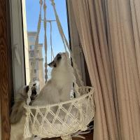 Nueva Hamaca Para Mascotas Gato Silla Colgante Tejida a Mano Con Alambre De Algodón Cesta Colgante Para Gatos Y Gatitos Juguete Colgante Para Interiores Suministros Para Mascotas - details 3