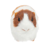 Muñeco De Peluche De Conejo De Guinea Simulación Felpa Suave Juguete De Peluche Figura De Animal Para Regalo De Cumpleaños Para Niños - details 1