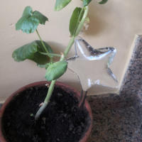 Riega Automático En Forma De Pájaro Para Macetas Herramientas De Jardín Rieador De Agua Para Plantas Sistema De Riego Por Goteo - details 8