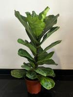 Planta Ficus Lyrata Natural  Interiores  60cm y 70 cm  - Ficus Lyrata - Citrus Flowers Plants | Plantas y  Jardinería- Oxigenar tus ambientes- Decorativo - Fácil de cuidar - details 2