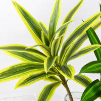 Árbol De Palma Artificial De 66-98cm Con Borde Dorado Y Verde Plástico Y Ramas De Bambú Decoración De Pared Y Escritorio De Plantas Tropicales - details 5