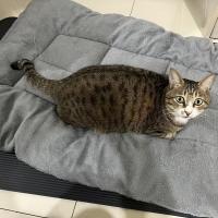 Alfombra De Mascota Extra-grande De Plush Suave Y Gruesa Sofá Para Perro/Gato/Casa De Perro/Matriz De Cages Material De Poliéster - details 6