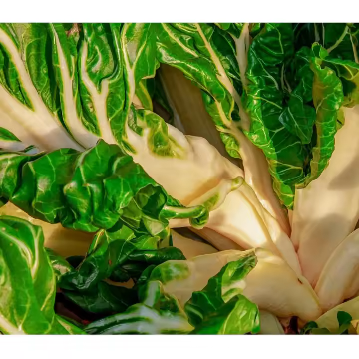 Plantel de Huerta Pack x 10 unidades  5 Cebolla + 5 Acelga  kit de huerto Organica plantines de huerta  arma tu propias ensaladas  lechuga  tu huerta en casa  calidad excelencia  huertas natural  citrus Flowers plants  vivero online - 1