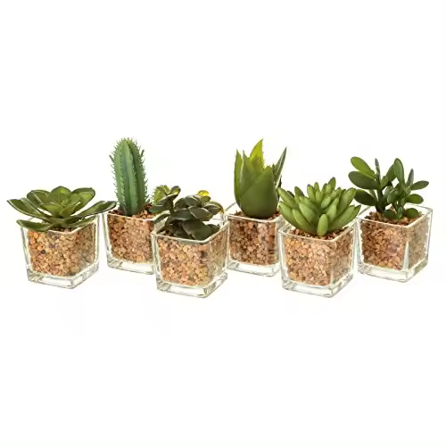 Pack 6 Cactus Artificial plástico en Maceta de Cristal-DAMDAM GO - 1