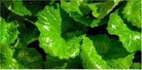 Tea Tree Purifine Soothing Mask - details 7