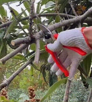 Tijeras De Poda Para Jardín Powerful Grape Especial Para Ramas Gruesas Y Árboles Frutales Podadoras De Acero Inoxidable Manija Plástica Herramienta De Poda De Bonsái - details 12