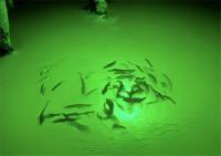 Luz Submersible LED 5M Para Pesca Lámpara De Bait Finder Profunda 50W 12-24V Atracción De Calamares IP68 Auto-Contenida Para Lago - details 3