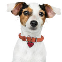 Smart Pet Tag chapa personalizada para perro y mascotas placa de identificación para perros con perfil online con nombre teléfono datos y sistema antipérdida de seguridad - details 1
