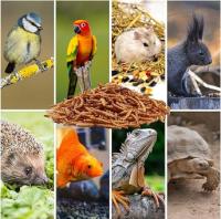 FINCA CASAREJO Gusanos de la Harina Deshidratados para Reptiles, Aves y Pequeños Mamíferos - details 2