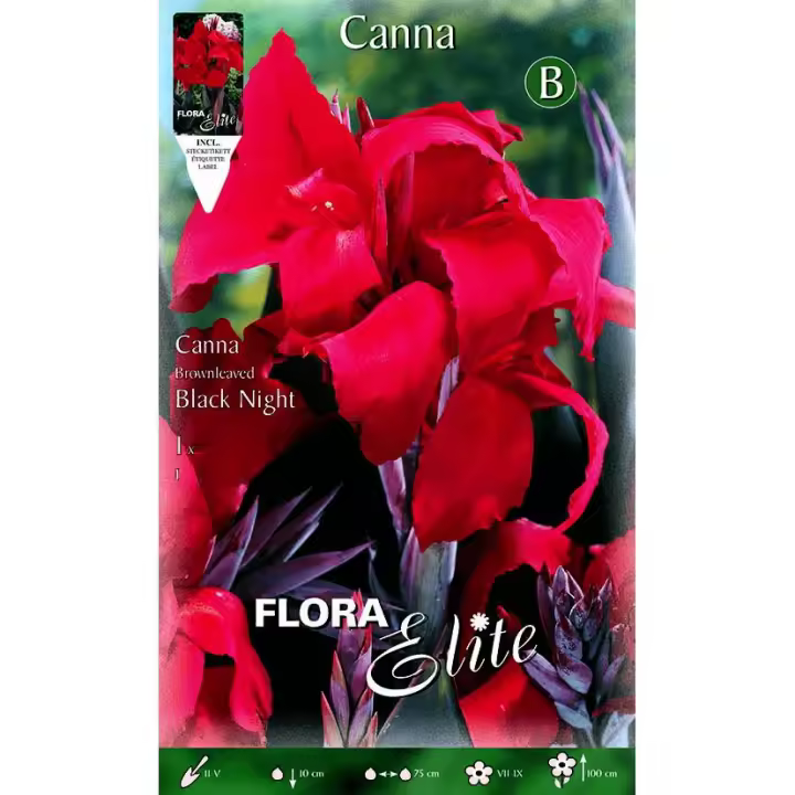 Bulbo Canna roja hoja verde 1 ud - 1