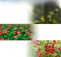 Lámpara De Crecimiento Para Plantas LED De 300W Espectro Completo 220V Quantum Board Para Hidroponia Iluminación De Frutas Y Suculentas Para Invernadero - details 6