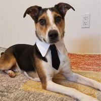 Corbata De Tuxedo Para Perros Y Gatos Negro Y Rojo Collar Formal Para Mascotas Accesorios Para Bodas Fiestas Y Vacaciones Regalo Adecuado Para Pequeños Y Medianos Perros Y Gatos - details 12