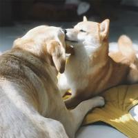 Alfombra De Enfriamiento Para Perros Y Gatos Verano Manta Transpirable Lavable Para Pequeños Medianos Y Grandes Perros Sofá Para Coche - details 6