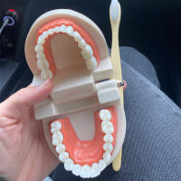 Modelo Dental Estándar De Dientes Humanos Para Enseñanza Y Estudio Práctica De Limpieza Perfecto Para Niños Montessori - details 1
