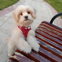 Harnés Para Perros Pequeños Con Correa Estilo Camiseta Y Bow Tie Adecuado Para Caminar Gatos Puppies Material Poliéster Unisex - details 11