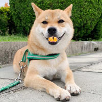 Dientes Falsos Para Perro Divertidos Disfraz De Dentadura Dental Para Decoración De Mascotas Halloween Cosplay Humanos Y Vampiros Juguetes De Interacción - details 33