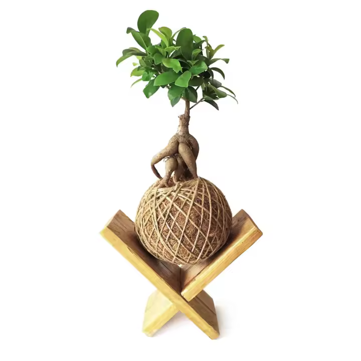 Kokedama Ficus Ginseng + SOPORTE MADERA / Kokedamus / planta interior - decoración del hogar - planta natural - elaboración artesanal - 1