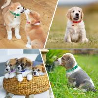 Juego De 12 Collares Para Perros Con Collares Proteccion Y Campanas Ajustables Y Reutilizables Etiquetas Fáciles De Identificar Para Cachorros - details 5