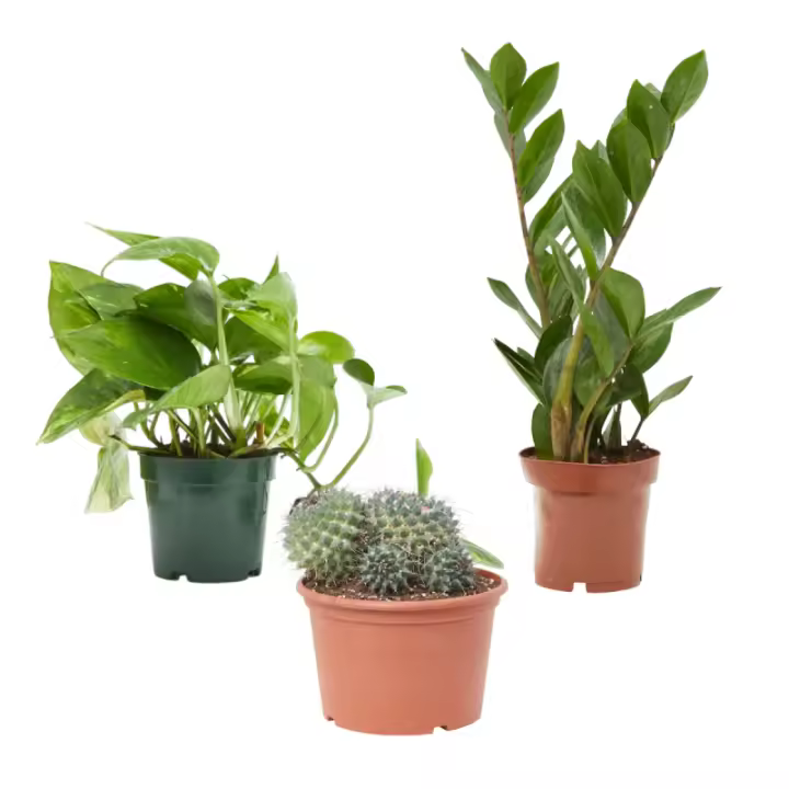 Verdecora PACK PRINCIPIANTES POTHO + ZAMIOCULCA + CACTUS - 1