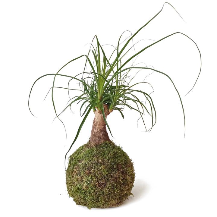 Kokedama Pata de elefante / Beaucarnea/ Kokedamus / planta interior - decoración del hogar - planta natural - elaboración artesanal - regalo original