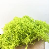 Vine De Cane Artificial Verde 10g Accesorios Para Escenografía Miniatura Crepúsculo Y Hierba Para Juegos De Mesa Y Ferrocarril - details 3