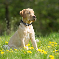 Correa Reflectante De Nylon Para Perros Ajustable Anti-Puñetazos Para Pequeños Medianos Y Grandes Para Caminar Y Entrenamiento - details 8