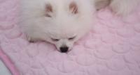 Alfombra De Verano Para Perros Y Gatos Almohadilla De Enfriamiento Lavable Para Mascotas Grande Con Gel De Hielo Sillón De Algodón Suave Para Animales De Compañía - details 8