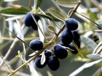 Planta natural Olivo. Productores de aceite y aceituna de mesa. Elegir variedad. Segura Garden.  Un olivo para el jardín brinda elegancia, sombra y aceitunas. Conecta con la naturaleza, ¡cultiva tradición mediterránea en casa! 🌿🏡 - details 0