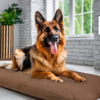 Colchón para Perros Grandes, Marrón, 120cm, Arquivet, Descanso Cómodo para las Razas Grandes - details 0