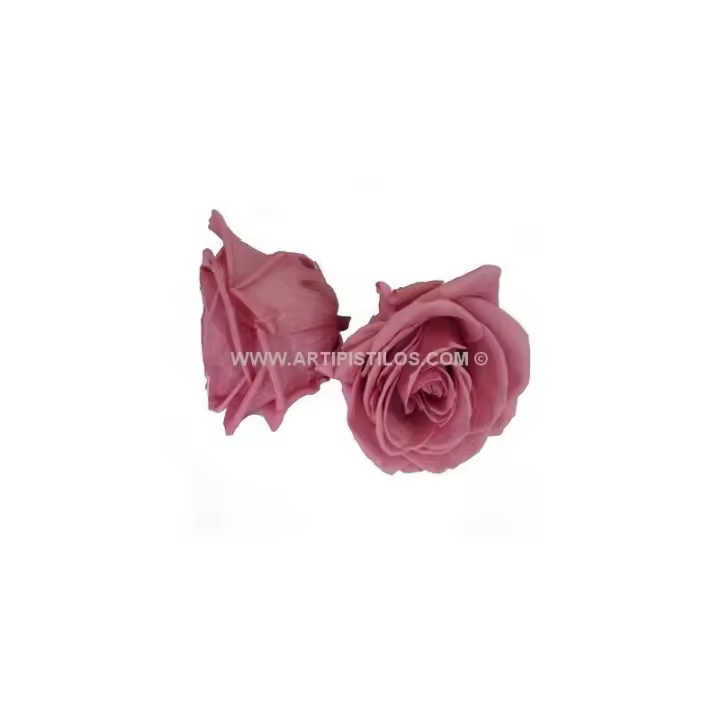 Rosa Preservada de 4 Cms. Calidad Premium - Raíz Flores - 1