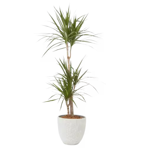 Verdecora - Drácena Marginata Natural de Interior - Cuidados y Tamaños de Maceta - 1