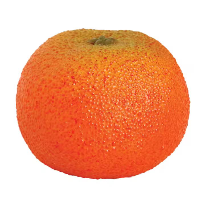 MANDARINA RUGOSA - 1