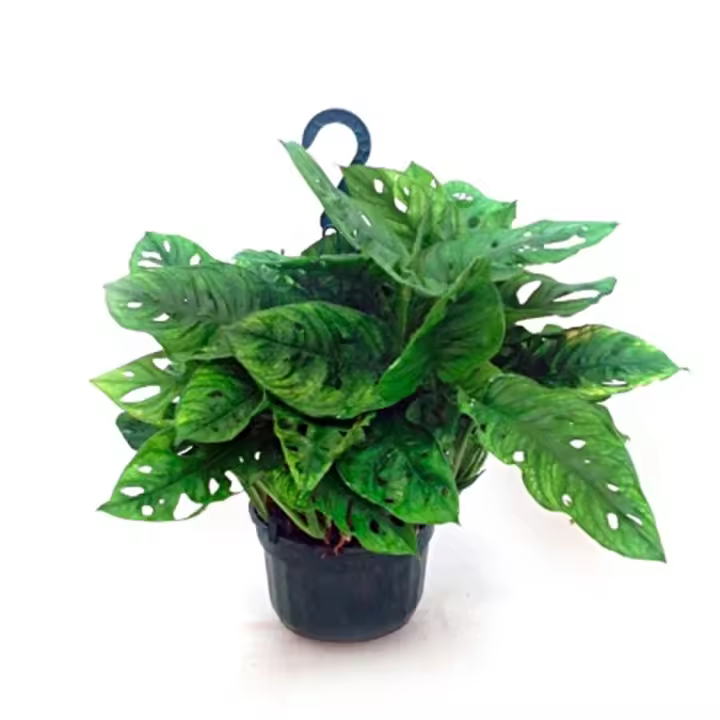 Planta natural Monstera Adansonii. Segura Garden. La Monstera Adansonii es perfecta para el hogar, mejora la calidad del aire, es de bajo mantenimiento y aporta un toque elegante y tropical a tu espacio. - 1