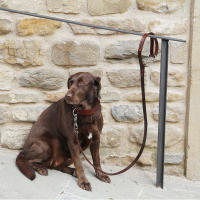 Correa De Cuero Para Perro Pitbull Duradera Con Hebilla De Escalada Adecuada Para Perros Medianos Y Grandes Para Actividades Al Aire Libre - details 5