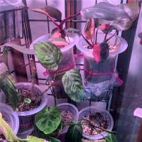 Maceta transparente de 5 pulgadas y 8 piezas para flores, maceta de orquídeas de plástico con agujeros, para plantas altas, decoración del hogar y tienda de flores - details 6