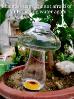 Inserto De Riego En Forma De Amor Automático Sprayer De Riego Para Plantas Dispositivo De Drip De Irrigación Para Flores - details 3