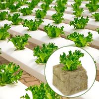 Cubes De Medio De Cultivo De Piedra Ponceada 100/50x Para Cultivo Hidroponico De Semillas Y Plantas Jardín Bloque De Semillero Cultivo Por Inmersión - details 6