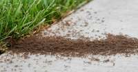 Sipcam Insecticida microgranulado para suelo 500 grs. Cipermetrina en gránulos hidrosolubles para tratamientos de tierras y zona radicular de las plantas contra hormigas, gusanos, orugas o minadores. - details 3