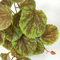 Planta Artificial De Valla Peacock Y Tortuga Hoja Begonia Verde Hierba En Maceta Para Decoración De Balcón Y Jardín Interior - details 16