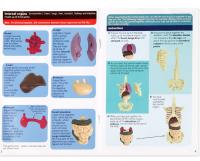 Modelo de esqueleto infantil desmontable de anatomía humana y torso, esqueleto científico del cuerpo humano, juguete educativo, regalo, cognición STEM - details 4