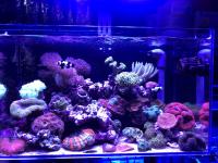 Luz LED ZETLIGHT ZA-1201AI Para Acuario Marino Y Arrecife De Coral Con Control WiFi Blanco Azul Adecuado Para SPS LPS Tipo De Montaje Clips-on Potencia 16W - details 2