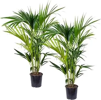 2x Howea Forsteriana - Palma Kentia - Plantas Naturales Interior - Purificador de Aire - 19 cm - 90-100 cm: - 1