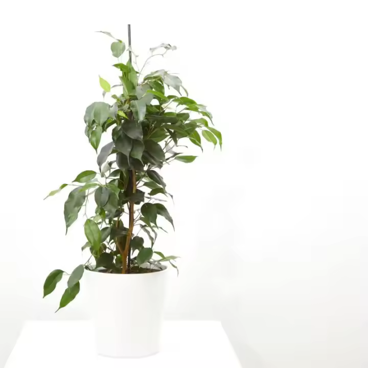 Verdecora Ficus Danielle Planta de Interior Purificadora de Aire - 1