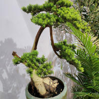Planta Artificial De Ciprés Pino Plástico Para Escritorio Jardín Miniatura Árbol Con Ramas Para Decoración De Interiores - details 6